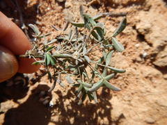 Oxalis reclinata