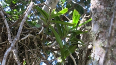 Cyrtorchis arcuata