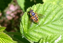 Myathropa florea