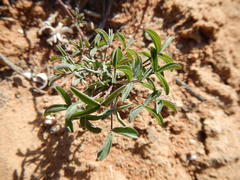 Oxalis reclinata