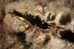 Pontonia pinnophylax