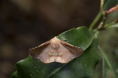 Garaeus apicata