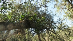 Cyrtorchis arcuata
