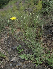 Crepis sonchifolia