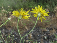 Crepis sonchifolia