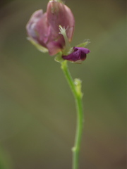 Alysicarpus tetragonolobus