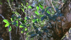 Apodytes dimidiata dimidiata