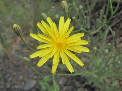 Crepis sonchifolia