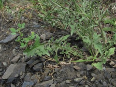 Crepis sonchifolia