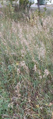 Bromus inermis