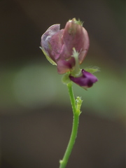 Alysicarpus tetragonolobus