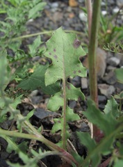 Crepis sonchifolia