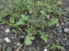 Crepis sonchifolia