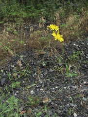 Crepis sonchifolia