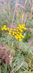 Tanacetum vulgare