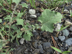 Crepis sonchifolia