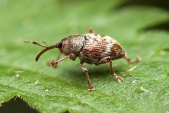 Curculio rubidus