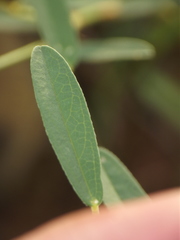 Alysicarpus tetragonolobus