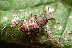 Curculio rubidus