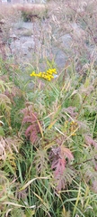 Tanacetum vulgare