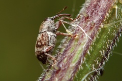 Curculio rubidus