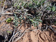 Pelargonium gibbosum