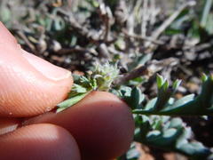 Pelargonium gibbosum