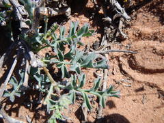 Pelargonium gibbosum