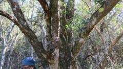 Apodytes dimidiata dimidiata