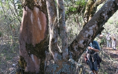 Apodytes dimidiata dimidiata