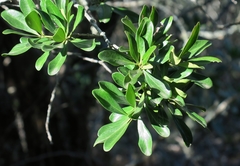 Euclea schimperi