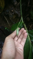 Phaius