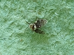 Lepiseodina rothschildi