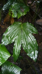 Phaius