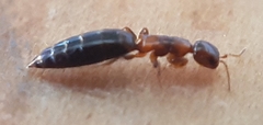 Sclerodermus