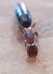Sclerodermus