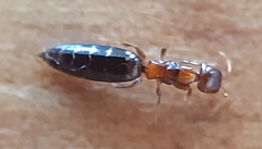Sclerodermus