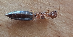 Sclerodermus