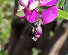 Xylocopa bombylans