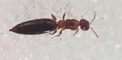 Sclerodermus