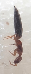Sclerodermus