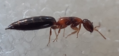 Sclerodermus