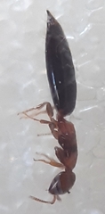 Sclerodermus