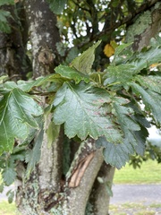 Scandosorbus