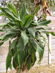 Dracaena aletriformis