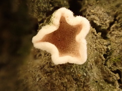 Aleurodiscus mirabilis