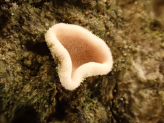 Aleurodiscus mirabilis