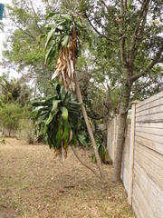 Dracaena aletriformis
