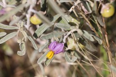 Solanum ammophilum