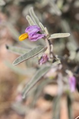 Solanum ammophilum